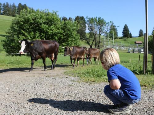 Die Kühe kommen!