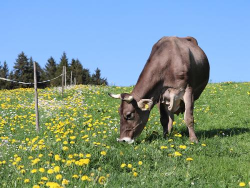 Alle Tiere haben bei uns Freigang