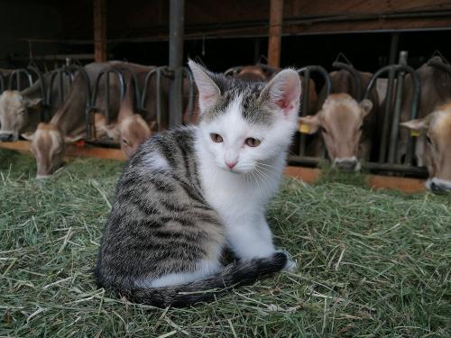 Katze Lotti