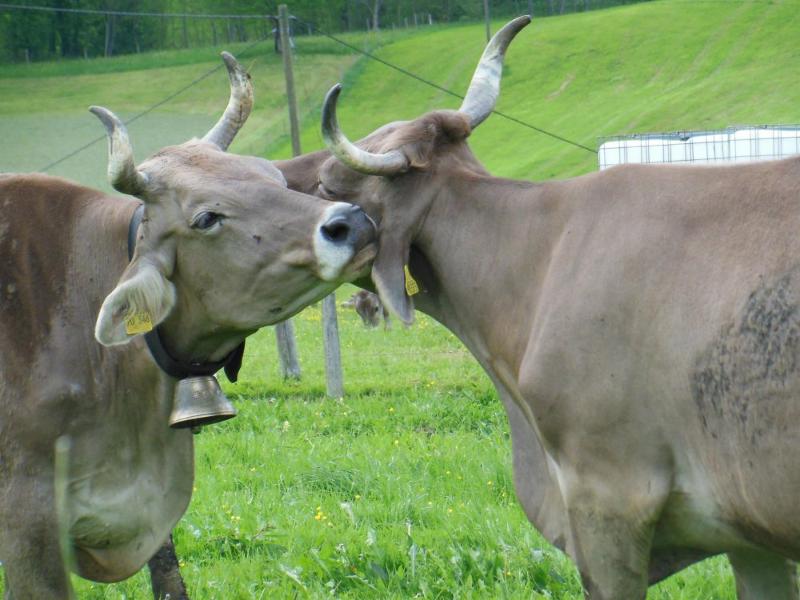 unsere_kheneu unsere_kheneu