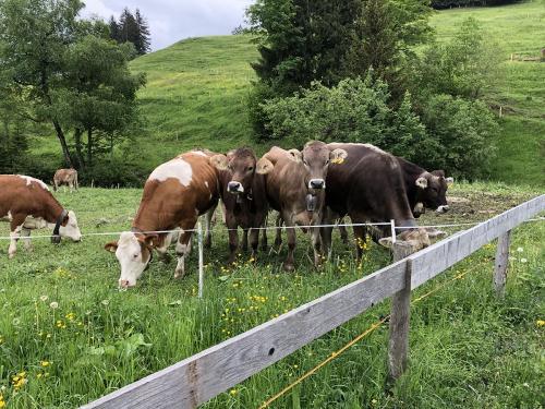 Unsere Rinder auf der Sommerweide