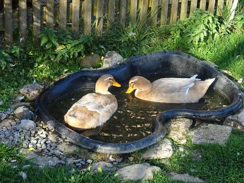 Enten