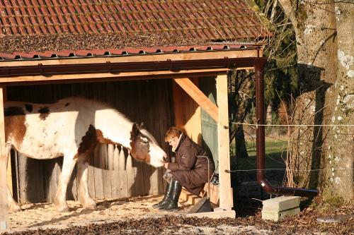 Eigenes Pferd willkommen