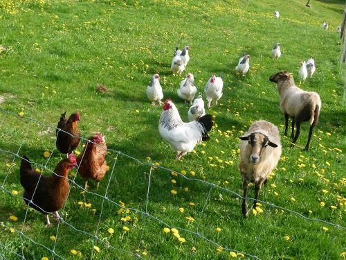 Tiere auf dem Hof