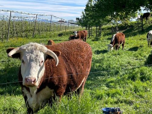 Unsere kleine Hereford-Herde