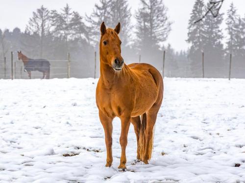 Winter auf dem Hofgut