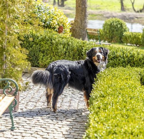 Hofhund Benno