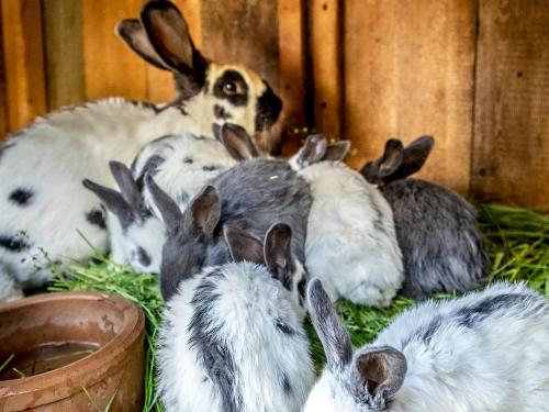 Streicheltiere Streicheltiere