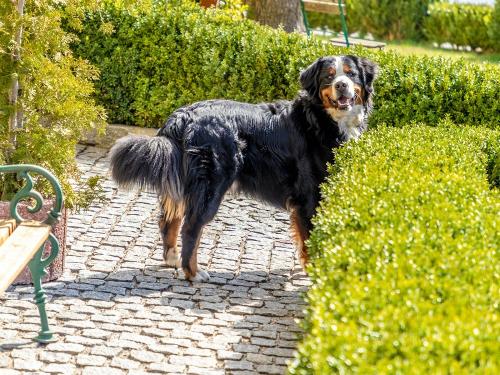 Hofhund Benno Hofhund Benno