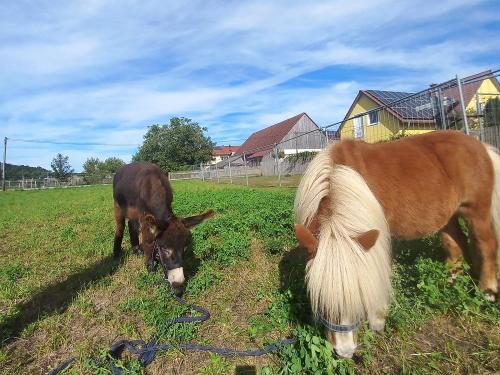 Pauli und Peppino Pauli und Peppino