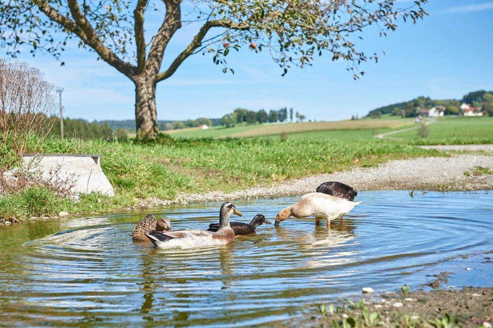 Unsere Laufenten Unsere Laufenten