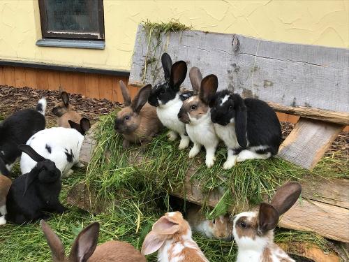 Unsere Kaninchen