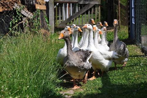 Gänseherde