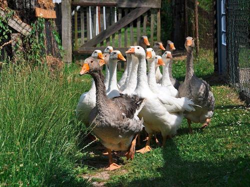 Gänseherde