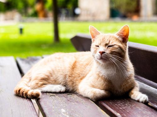 Katze