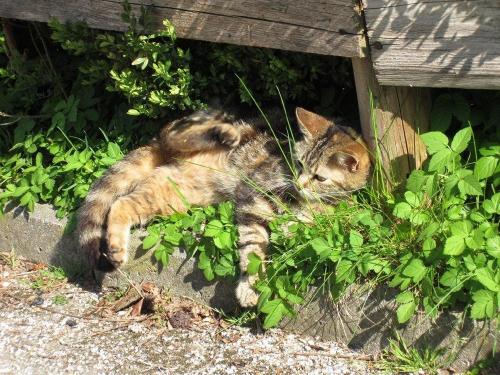 Katze Wuschl im Garten