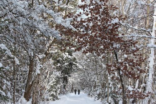 winterzeit-moorwanderung-impessionen.