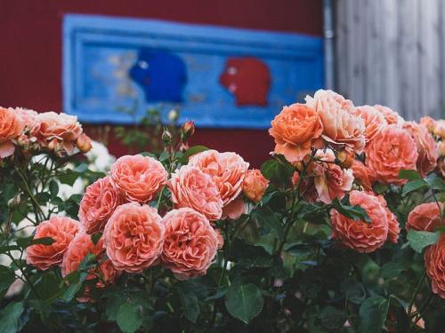 Duftende Rosen