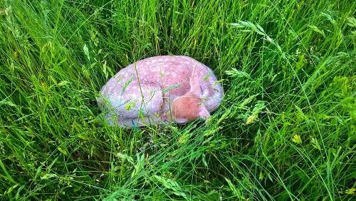 damwildkalb