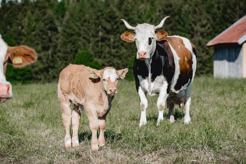 Unsere Mutterkühe