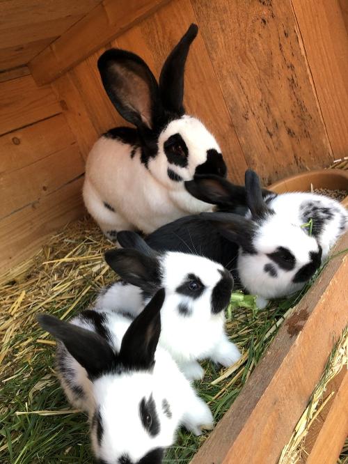 Kaninchen
