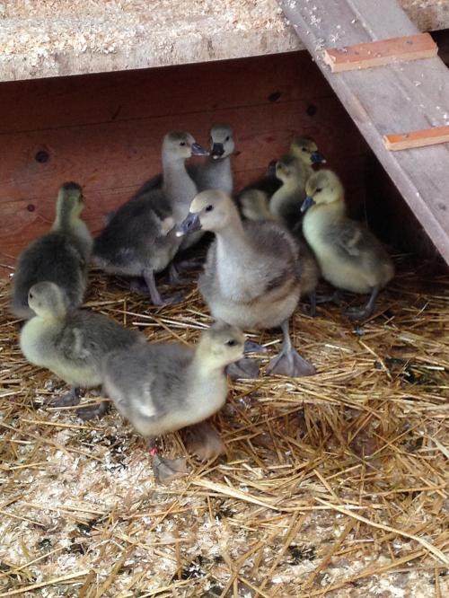 Enten