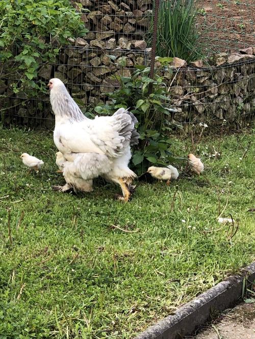 Huhn