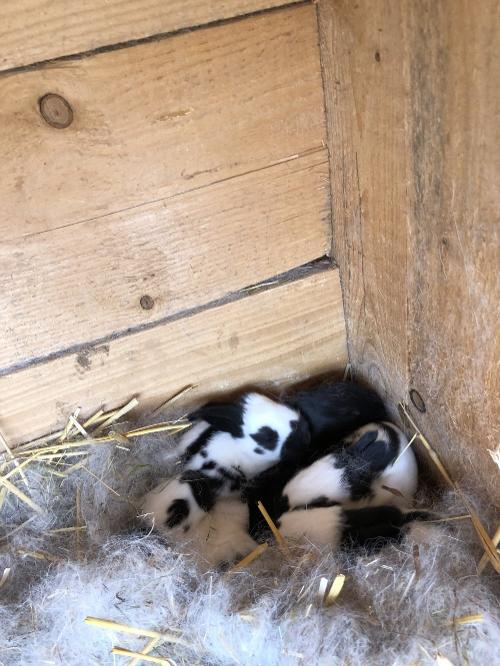 Kaninchen