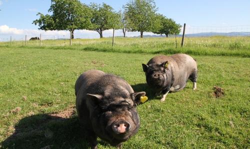 Neugierige Schweine