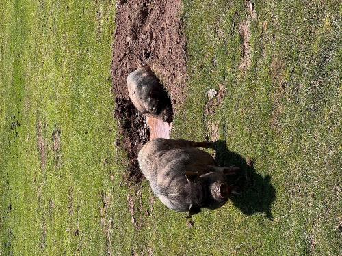 Hängebauchschweine