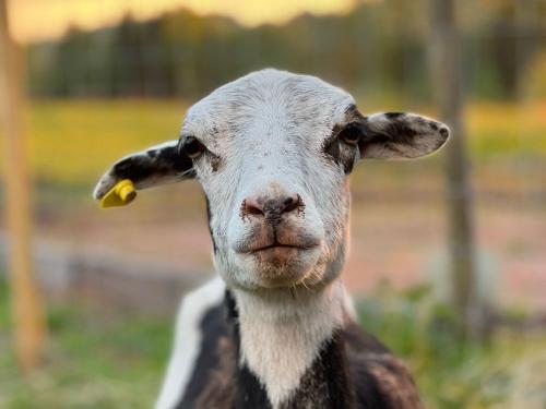 Kamerunschaf Marie Kamerunschaf Marie