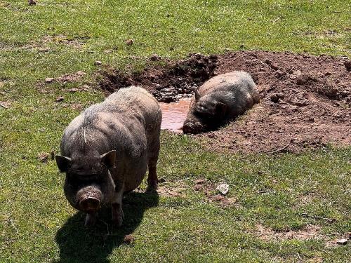 Hängebauchschweine Hängebauchschweine