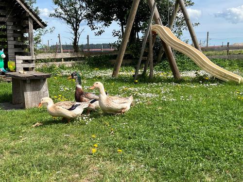 enten enten