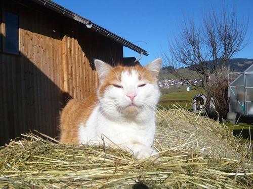 Unsere Hauskatze "Max"