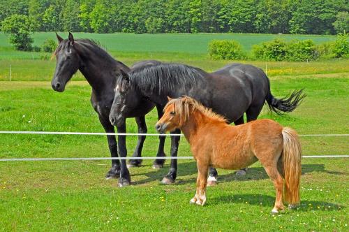 Unsere Pferde Lilly und Schamila mit Polly