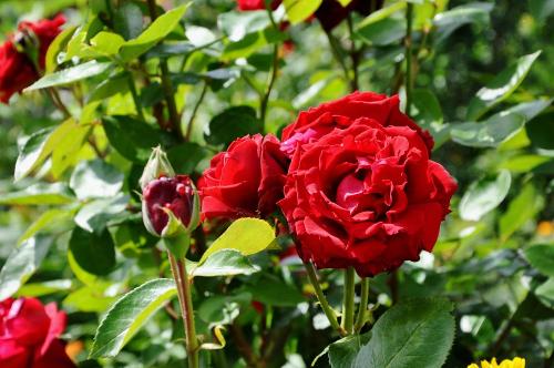 Eine Rose aus dem Bauerngarten
