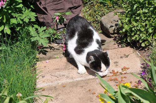 Katze