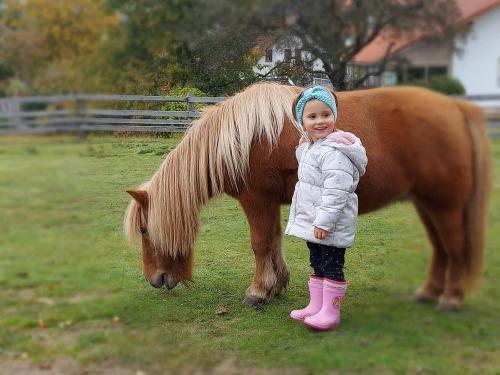 Pony-laika