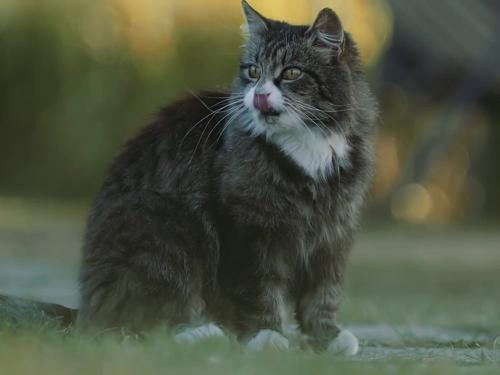 Am Hof gibt es auch süße Katzen zum streicheln