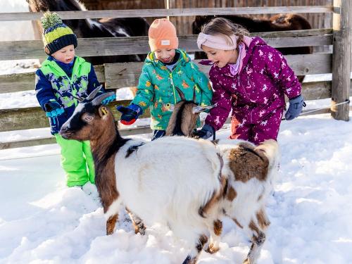 Streichelzoo im Winter
