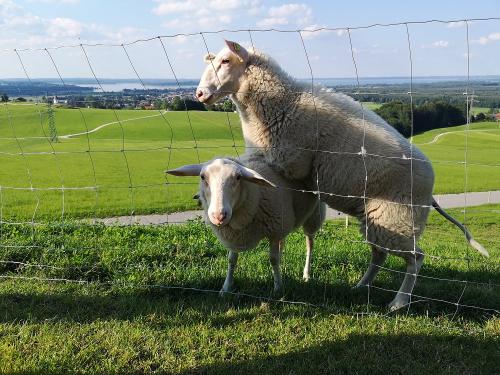 Hanni und Nanni