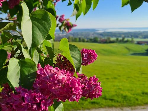Schleipfnerhof_Frühling