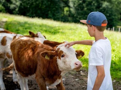 Kälber streicheln