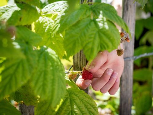 Beeren naschen