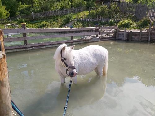 Die kleine Lucy