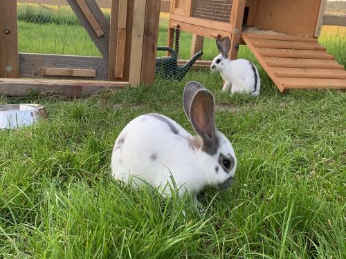 Unsere Hasen