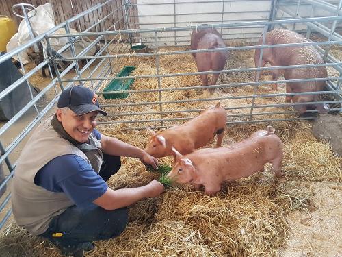 Duroc Schweine Kollerhof