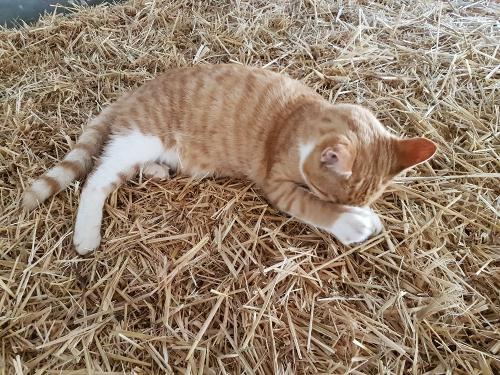 Katzen Kollerhof