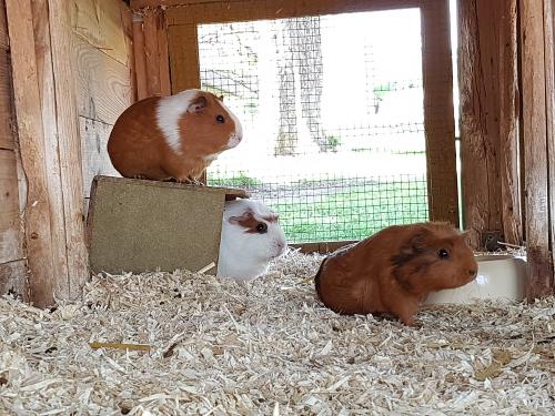 Meerschweinchen Kollerhof