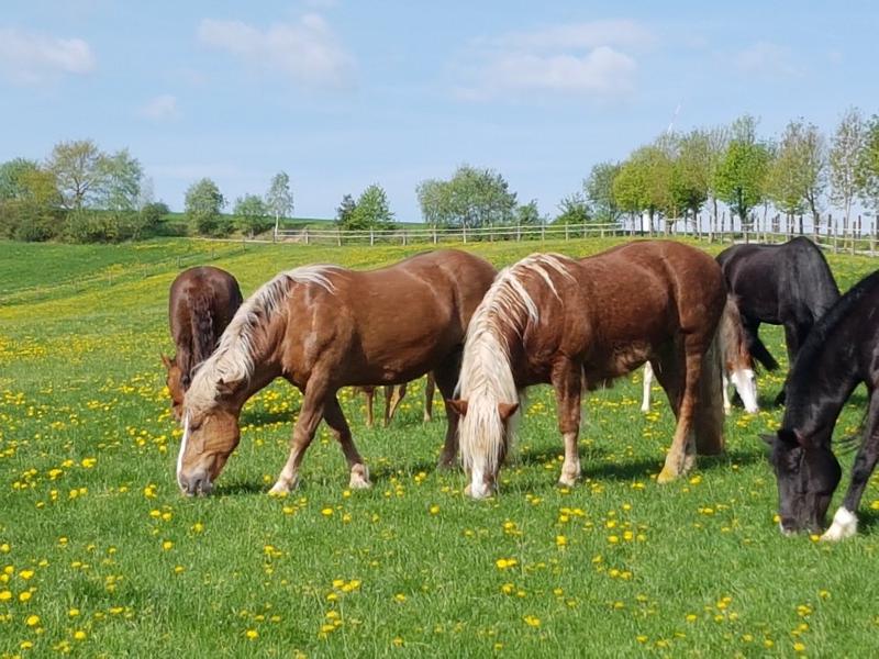 Weideglück